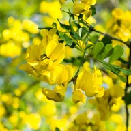 Južné mošeny Mošenec Silne medonosný ker Sadenice v kvetináčoch
