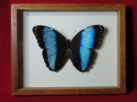 Motyl w ramce / gablotce 20 x 16 cm . Morpho achilles / helenor 130 mm