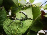 Straszyk Australijski Extatosoma tiaratum LICHEN