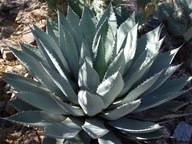 AGAVE (AGAVE DESERTI VAR. SIMPLEX) 5 SEMEN