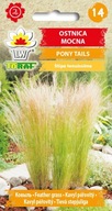 Tráva Ostnica Silná Pony Tails Jemná Elegancia v záhrade semená 0,1g