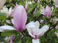 Magnolia "magnolia X soulangeana" RÓŻOWA