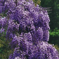 Glicynia (Wisteria) kwiecista Violacea Plena 1L