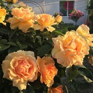 Róża rabatowa - Hansestadt Rostock MORELOWA TANTAU DONICZKA 4 LITRY