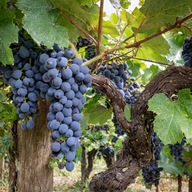Winogron winorośl bezpestkowy Alwood DUŻE OWOCE WINA I PRZETOWRY sadzonka
