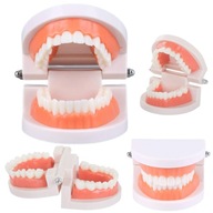 Model stomatologiczny zębów szczęka profesjonalny