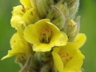 DIVOZEL VEĽKOKVETÝ (VERBASCUM DENSIFLORUM)