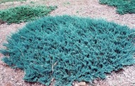 Jałowiec płożący Blue Chip niebieski ZIMOZIELONY duża 3 letnia sadzonka 3l
