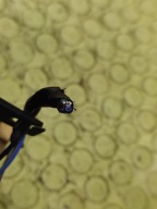 SUZUKI LIANA light right rear part