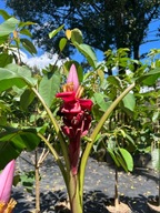 3x Semená banánovníka Musa velutina Banánovník ružový Banány rastliny ovocie