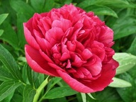 PEONIA PIWONIA KARL ROSENFIELD C1 (doniczka 1-litrowa)