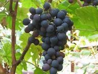 ~VINÁRSTVO HROZNA Odroda: Peage VÝROBCA