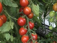 Pomidor szczepiony Favorita sadzonka rozsada P9 cherry czerwony