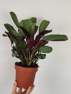 Ctenanthe burle-marxii Amagris 30 cm