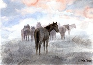 KONE za úsvitu na pastvine akvarelový kôň A4