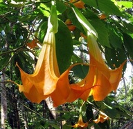 NASIONA Bieluń drzewiasty pomarańczowy DATURA