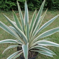 Yucca flaccida Ivory Tower 2l (Juka zwisająca)