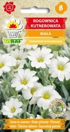 Rohovka Kutnerowata Biela - Strieborný koberec v záhrade! semená BYLINA