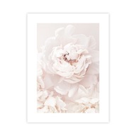 Plagát biele pivonky 30x40 cm kvety glamour