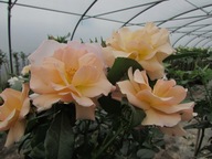 Róża na pniu rabatowa herbaciana DŁUGO KWITNIE bardzo piękny kwiat