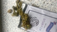 Susz CBD 6% Lord Haze KC VIRTUS 5 g marihuana