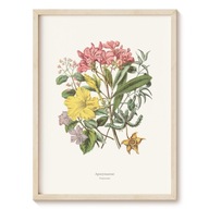 Plakat Botanical Garden - Toinowate - 13x18 cm