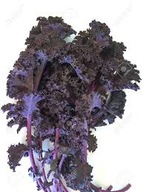Jarmuż czerwony fioletowy rozsada 5szt Brassica oleracea convar