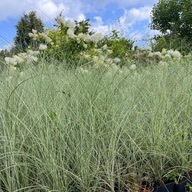 Miskant chiński 'Morning Light' (Miscanthus) P13