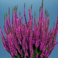 Púčikový vres Tmavo Fialový Orezané Pekné Sadenice v kvetináčoch P12