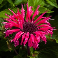 Záhradná lahôdka BEE-MERRY Tmavo ružová Monarda Medonosná Sadenice P11