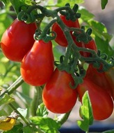Sadzonki pomidorów - Czerwona Gruszka pomidor koktajlowy rozsada P9