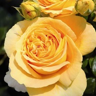 Róża Wielkokwiatowa CANDLELIGHT Intensywnie Pachnąca Żółta DONICZKA C5