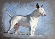 BULLTERIER bullterrier portrét psa pastele olej A3