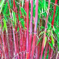 Fargesia 'Red Dragon' -SADZONKA- Kępowy Mrozoodporny Bambus CZERWONY Bamboo