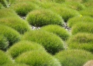 GAUTIER CSENKESZ (FESTUCA GAUTIERI)