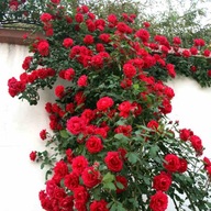 Róża pnąca Czerwona Flamentaz 721 z donicy