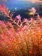 Rotala sp. h'ra akwa_fan