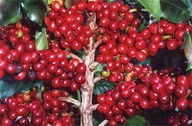 KÁVÉFA (COFFEA ARABICA) 4 MAG