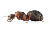Mrówki Formica rufibarbis królowa robotnicami 2-8 formikarium KrainaMrówek