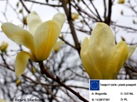 Magnolia szczepiona ŻÓŁTA ELIZABETH