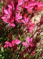 GAURA GAMBIT ROSE W DONICZCE SADZONKI