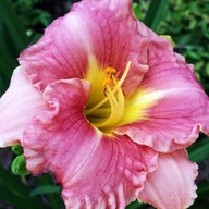 Hemerocallis Lilac Romantic Rose 1 ks