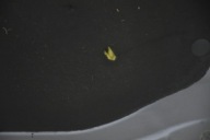 bonnet RENAULT CLIO III 3 TEKNG