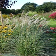 Miskant chiński Adagio - Miscanthus sinensis