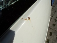 door side right PRZESUWANE VOLKSWAGEN TRANSPORTER T4 (1)