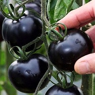 Pomidor BLACK CHERRY nasiona Słodki Koktajlowy czarny BIONASIONA