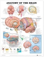 Anatomy of the Brain Anatomical Chart Praca