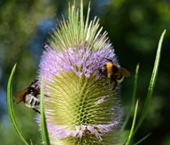 ŠTEŇA OBYČAJNÉ (DIPSACUS FULLONUM L.) 100 G