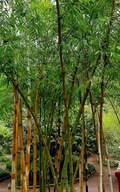 Semená Bambusa bambos Bambus trstinová tráva obrie Exotické rastliny
