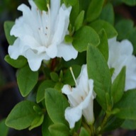 Azalka japonská SCHNEEPERLE Rhododendron
